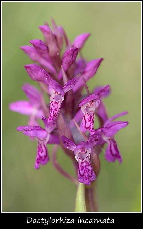 Dactylorhiza incarnata